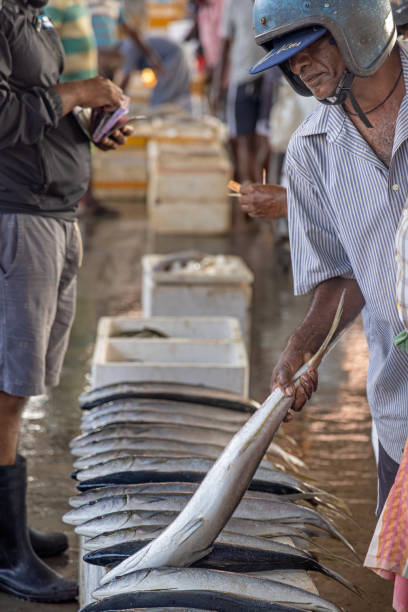 Negombo, Sri Lanka - March 7th 2023: Man with a crash helmet selecting a fresh fish at the fish market in Negombo which is the largest in Sri Lanka and is a center for supplying fish to the capital Colombo and for export