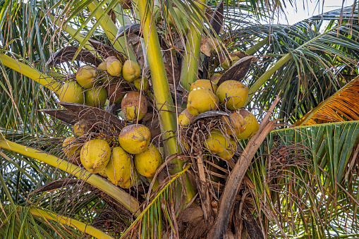 Ripe coconuts hanging in the top of a palm tree. The coconuts are a popular crop all over Sri Lanka