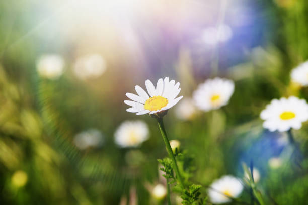 istock Summer field with white daisy flowers 1483228713