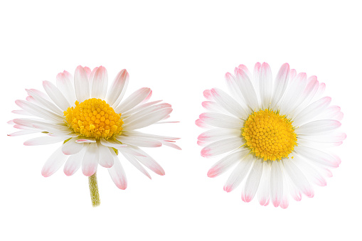 Set of white flowers isolated, white background, blossom of a daisy, macro, side view, from above as graphic element, bellis perennis