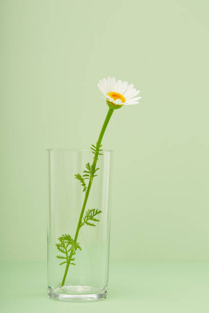 Daisy flower in a drinking glass against green background