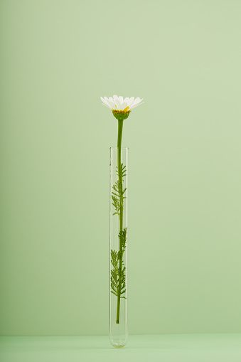 Daisy flower in a test tube on green background