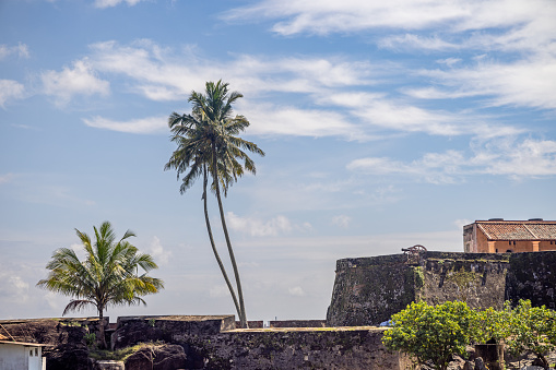 Galle, Sri Lanka - February 10th 2023: Coconut palms on the ramparts of the old Dutch fort in Galle on the southern end of Sri Lanka