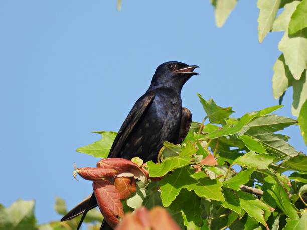 istock Purple Martin (Progne subis) - male perched in a tree 1483228924