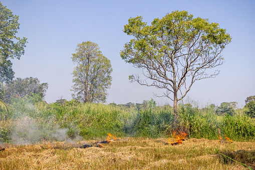 It is a tradition to burn the straw from the rice plants after harvest in Sri Lanka. This field is situated in Kuda Oya in the southern Uva Province