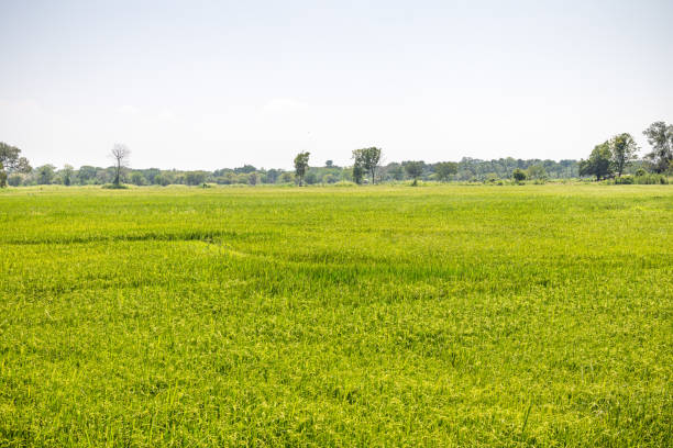 Typical lush green rice field in the southern Uva province on Sri Lanka