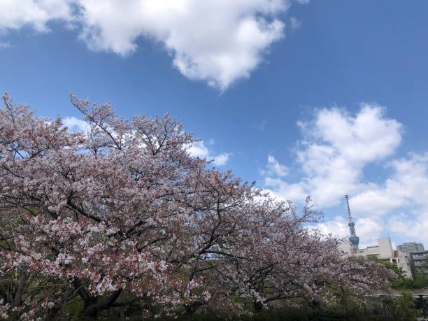 istock Scenery of Japan 1483229573