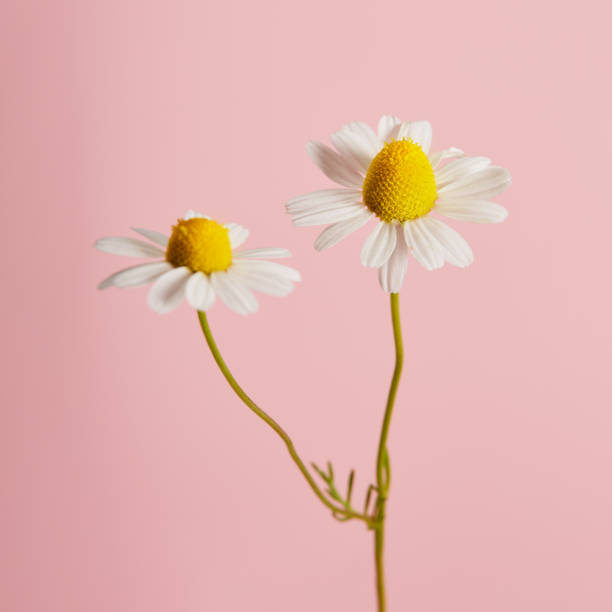 istock Daisy flower against pink background 1483229629
