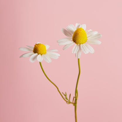 Daisy flower against pink background