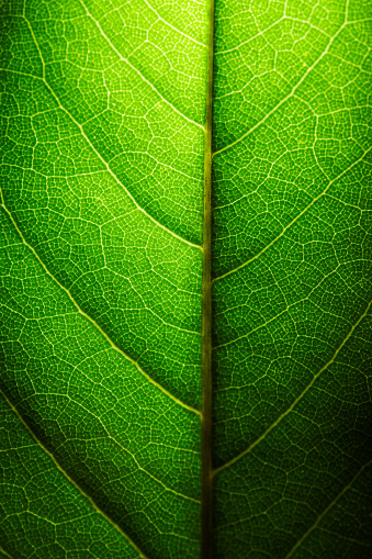 Green Tropical leaves background. Leaf texture, nature dark green background, macrophotography. Vintage toned effect