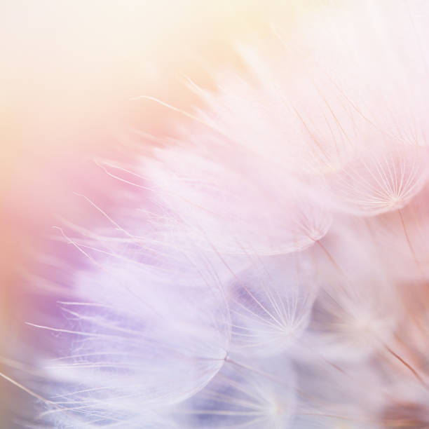 istock Abstract floral backdrop with dandelion flower over soft pastel color gradient at the background 1483229811