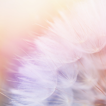 Abstract floral backdrop with dandelion flower over soft pastel color gradient at the background. Spring or summer background. Shallow depth of field