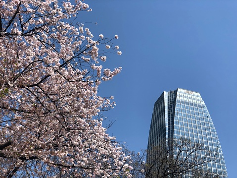 Japanese Flower, Tree and Building