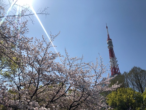 Japanese Flower, Tree and Building