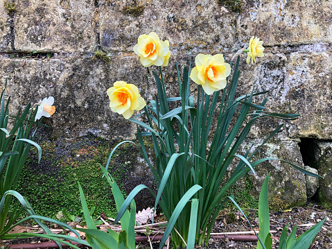 Horizontal closeup photo of green leaves and golden daffodils growing in a flowerbed against a weathered grey stone wall in Spring. Saumur, Loire Valley, France.
