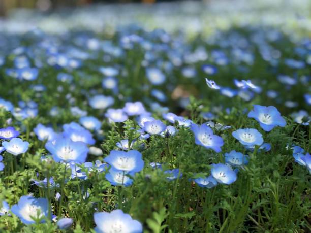 istock Scenery of Japan 1483231725