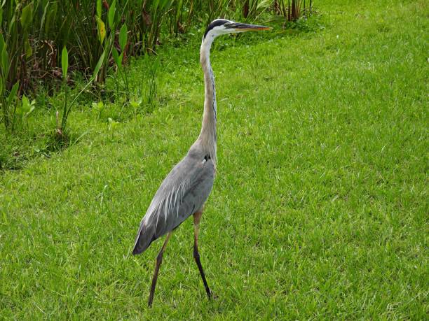 istock Great Blue Heron (Ardea herodias) -  walking in the grass 1483231846