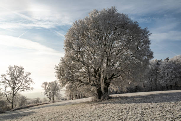 istock Rural winter landscape with frozen trees 1483232243