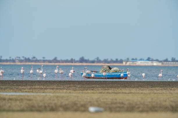 Flamingo on the island of Djerba - Tunisia