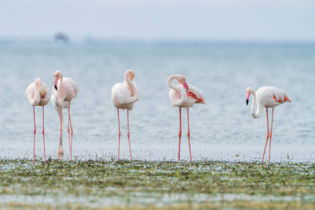 istock Flamingo of Djerba 1483233702