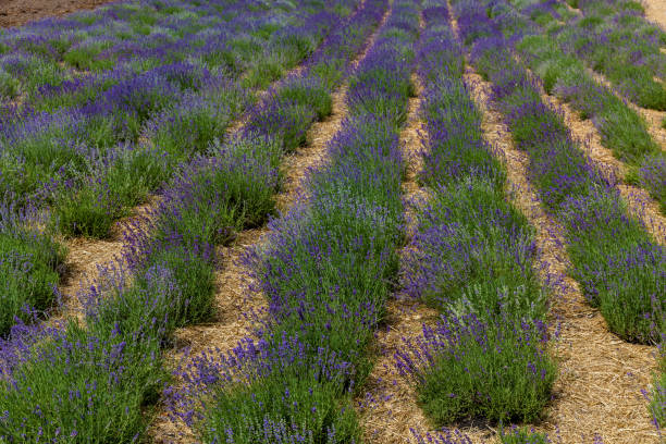 istock Field with blooming purple lavender. 1483233889