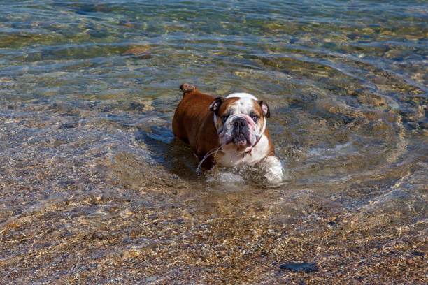 A red English British bulldog on a walk near the sea, went into the water to cool off and drink water
