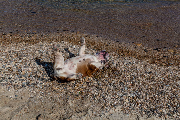 istock red English British bulldog 1483234647