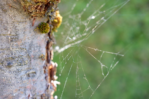 A closeup of a tree with intricately woven spider webs adorning its mossy trunk