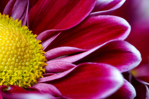 Burgundy red chrysanthemum flower head with a yellow centre