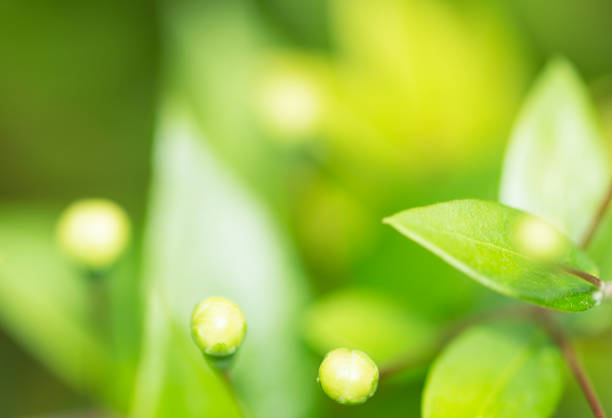 Oval leaves on defocused green background in springtime