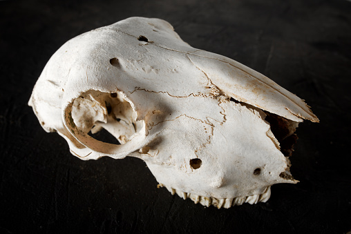 Old human skull close up against black background.
