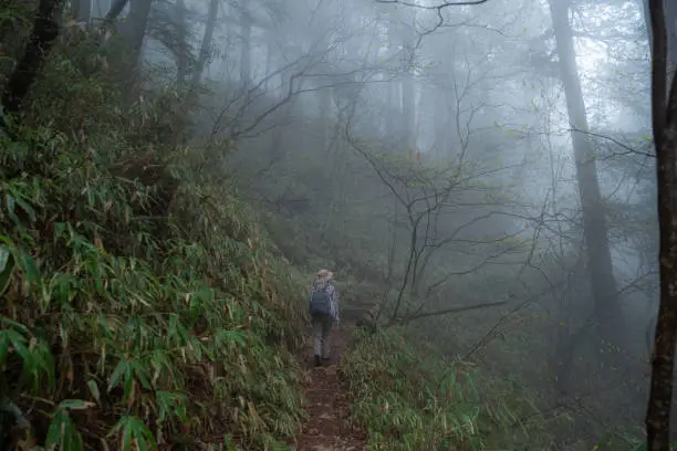 Photo of forest shrouded in fog