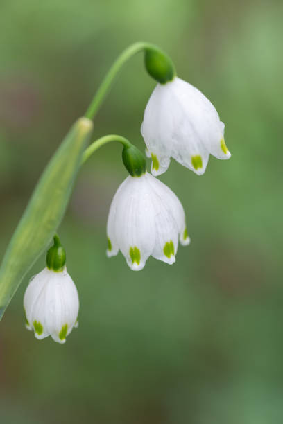 istock white flower wet with rain 1483237373