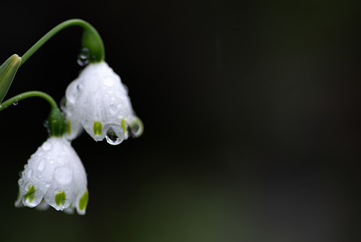 white flower wet with rain