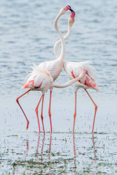 istock Flamingo of Djerba 1483237547
