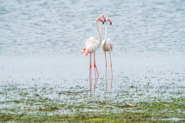 istock Flamingo of Djerba 1483237548