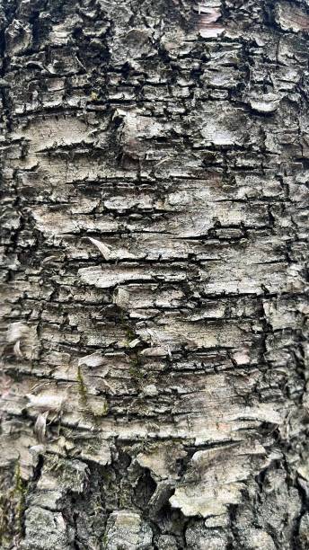 istock the natural texture of tree bark, bark background, background 1483237849