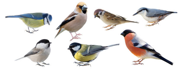 istock group of little birds isolated on white background 1483238721
