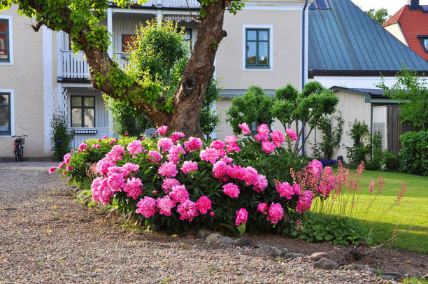 Rhododendron garden