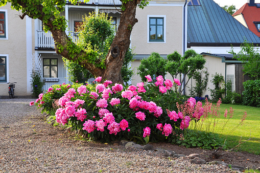 Pink rhododendron in a swedish summer garden.