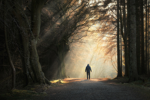 Man walking in a lane in the forest with the sunlight breaking through the trees. Beecraigs Country Park, West Lothian, Scotland