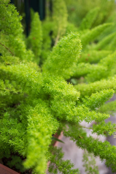 istock A potted plant with a fern growing in it. 1483240340