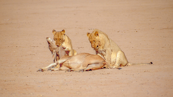 A pair of lions killing an eland in the Kgalagadi Transfrontier Park which straddles South Africa and Botswana.