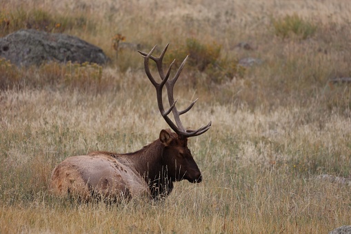 A majestic male elk is laying in a lush grassy valley