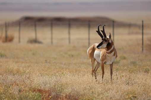 A majestic Colorado pronghorn in a lush fenced pasture, illuminated by the warm light of the sun