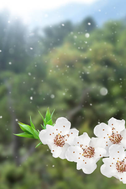 istock White flowers of an apple tree in sun lights. 1483241664