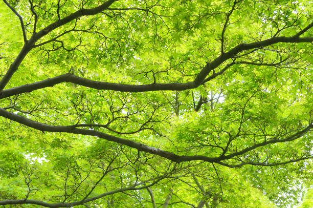 istock Natural Pattern of Green Maple Leaves 1483242138