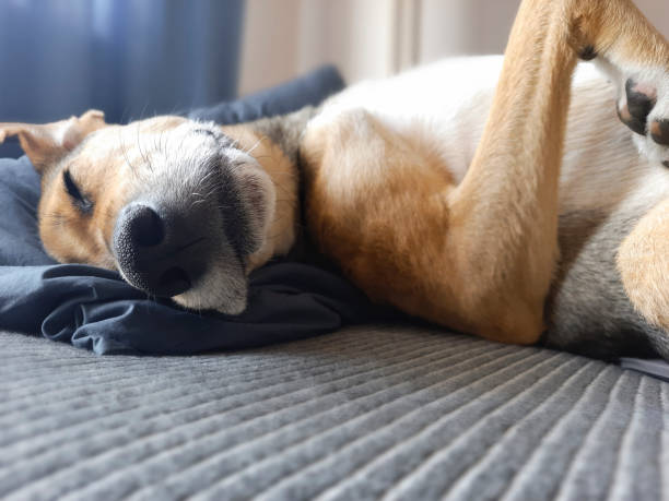 Dog sleeps in funny position. Defocused background.