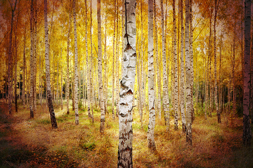 Birch forest in the fall, grungy style.
