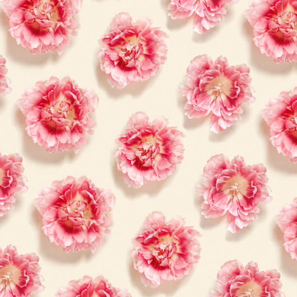 istock Peony tulips flower spring holiday flowery pastel colored pattern, minimal style flowery flat lay, floral still life with pink blooming flowers on beige colored, nature decor background 1483242261